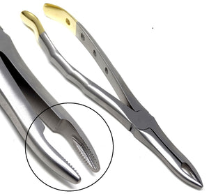 Dental Extraction Forceps #41, Gold Handle, Stainless Steel